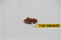 藏品(雙扇股窗蟹)的圖片